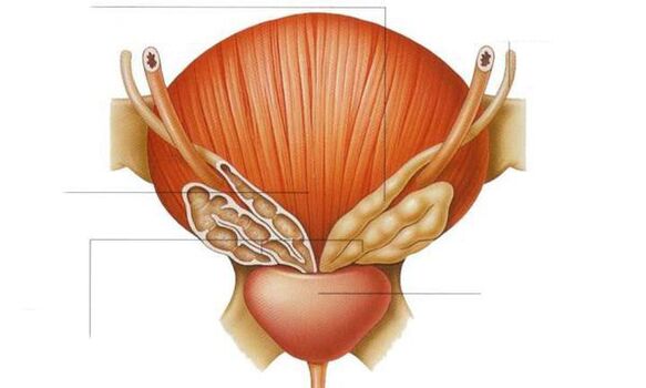 prostatas anatomija